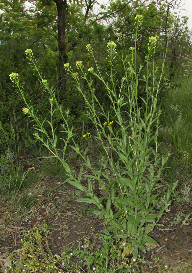 Image of Camelina microcarpa specimen.