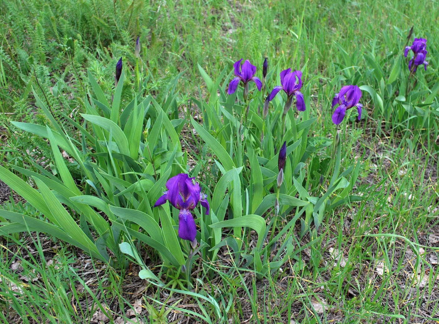 Изображение особи Iris aphylla.