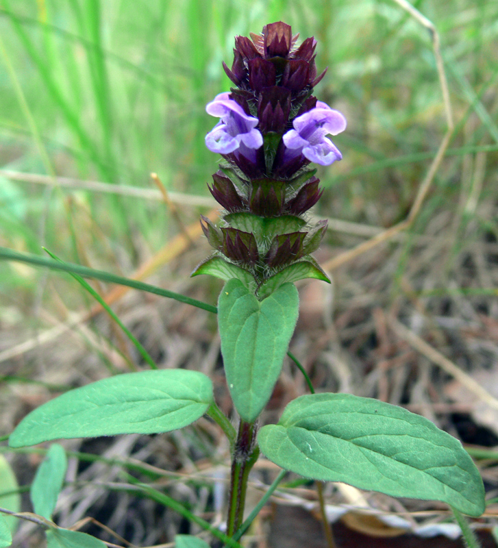 Изображение особи Prunella vulgaris.