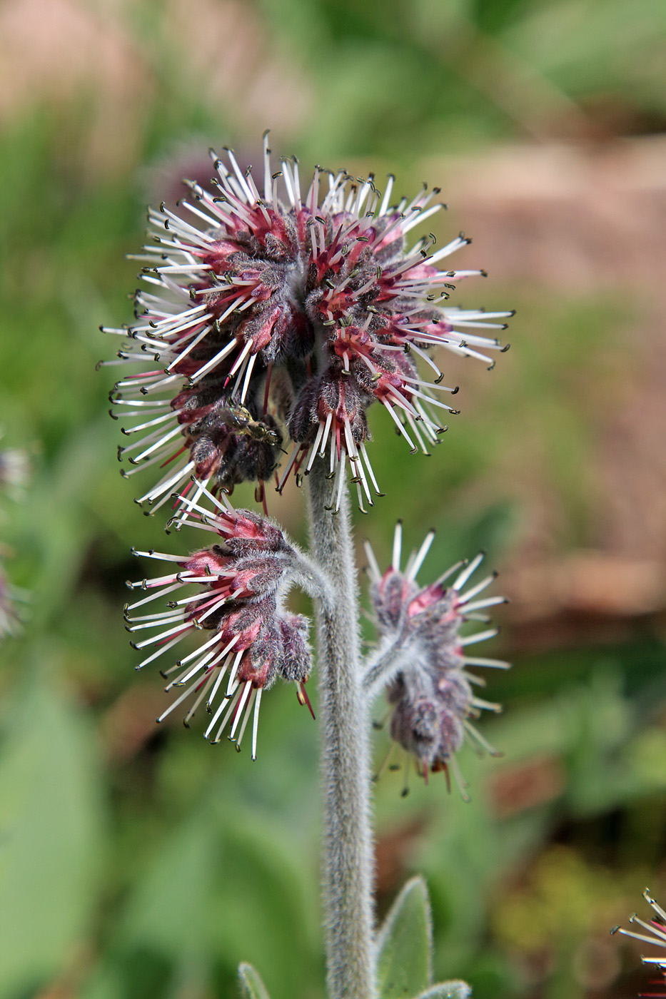 Изображение особи Solenanthus karateginus.