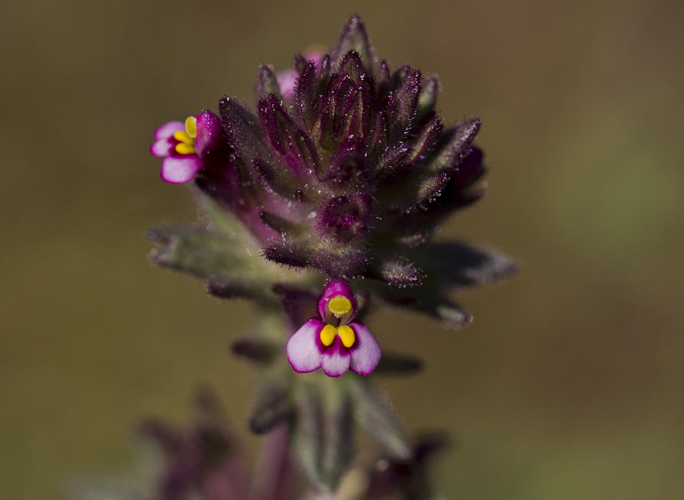 Image of Parentucellia latifolia specimen.