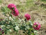 Rosa damascena. Часть веточки с цветками. Краснодарский край, Кущевский р-н, станица Шкуринская, придворовая территория. 02.06.2016.