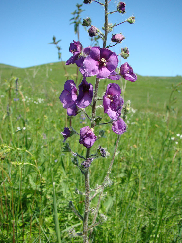 Изображение особи Verbascum phoeniceum.