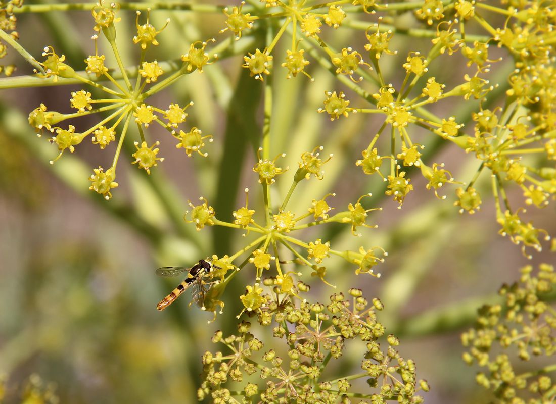 Изображение особи Ferula penninervis.