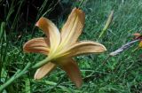 Hemerocallis fulva