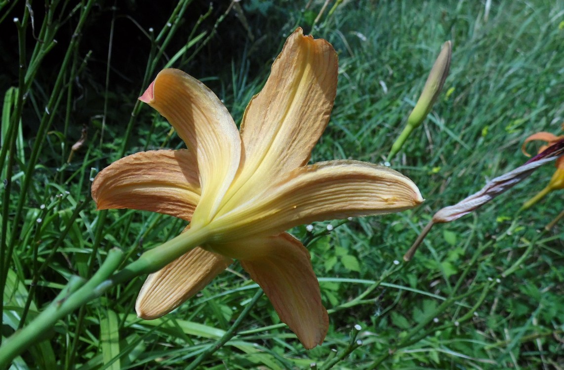 Изображение особи Hemerocallis fulva.