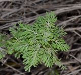 Lavandula multifida. Верхушка веточки. Израиль, Шарон, пос. Кфар Шмариягу, в культуре в озеленении. 18.02.2015.