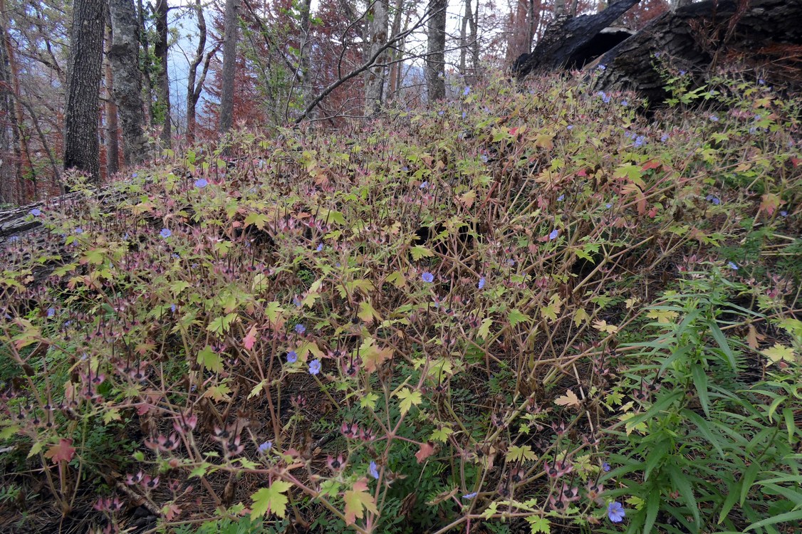 Image of Geranium bohemicum specimen.