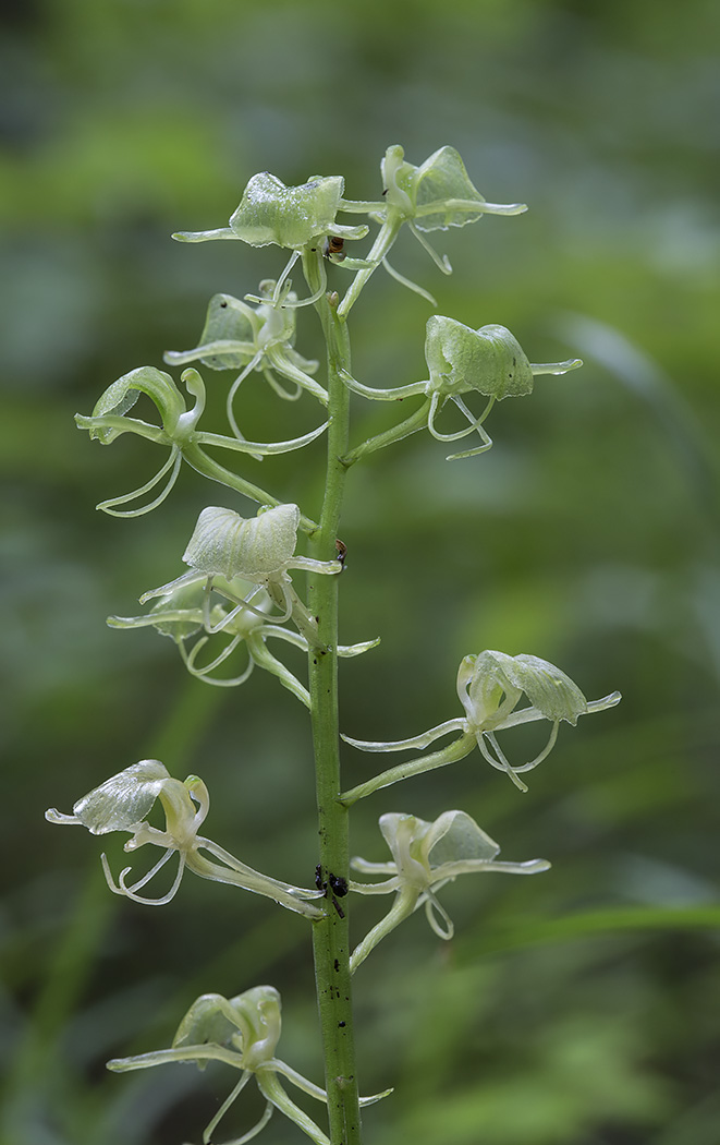 Изображение особи Liparis japonica.