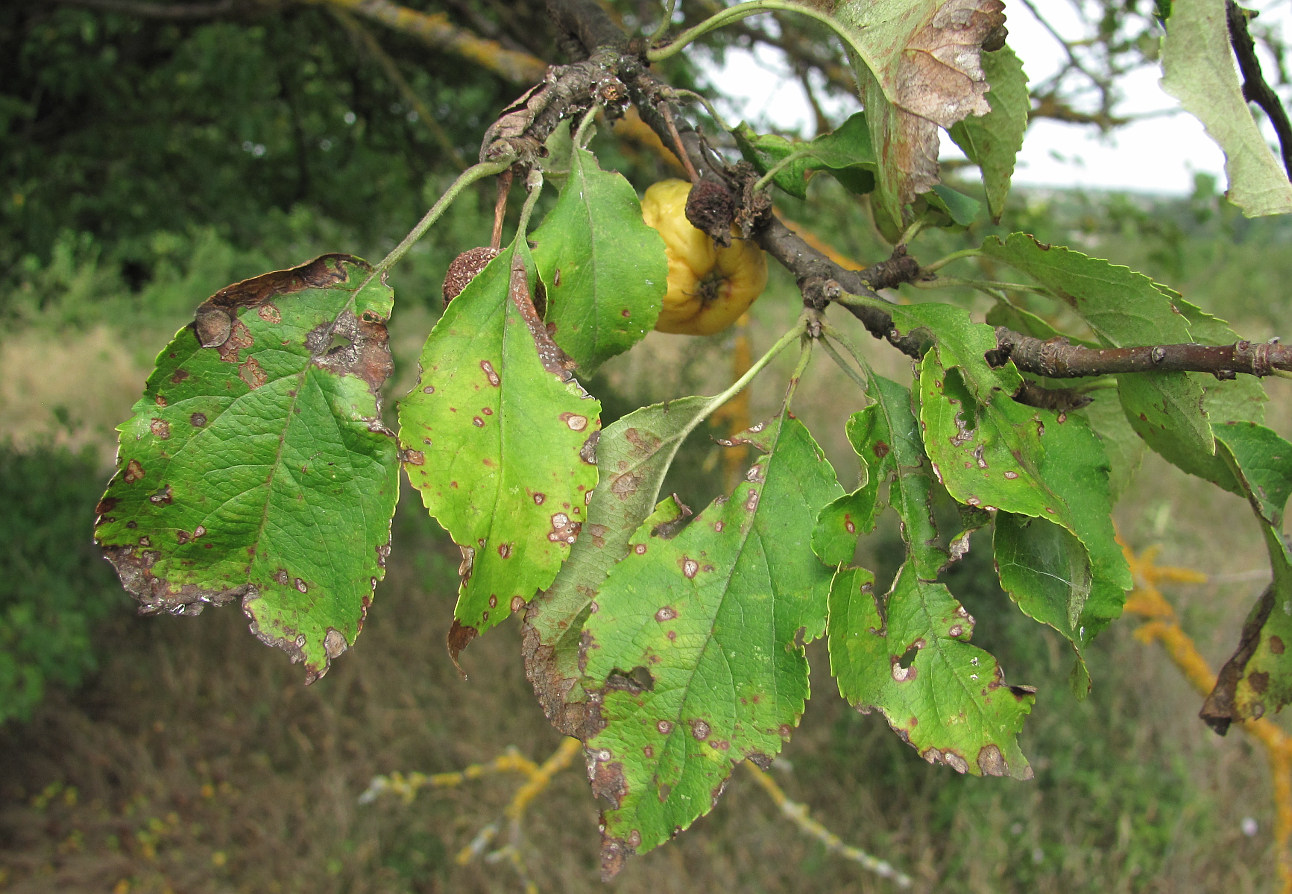 Изображение особи Malus orientalis.