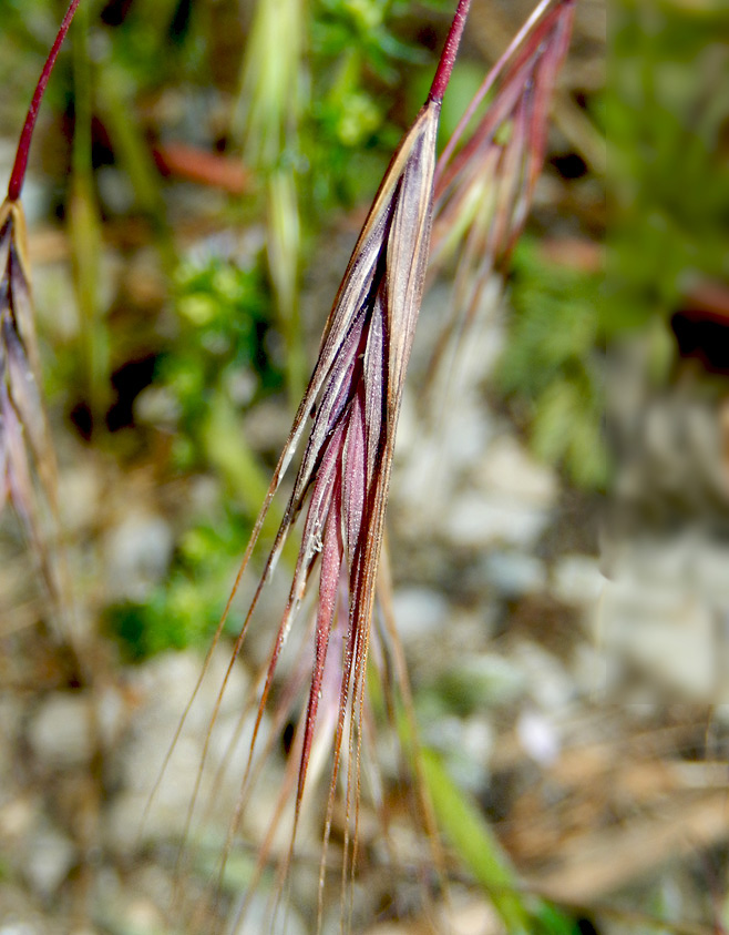 Изображение особи Anisantha sterilis.