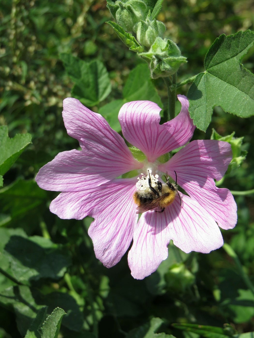 Image of Malva thuringiaca specimen.