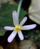 Colchicum umbrosum