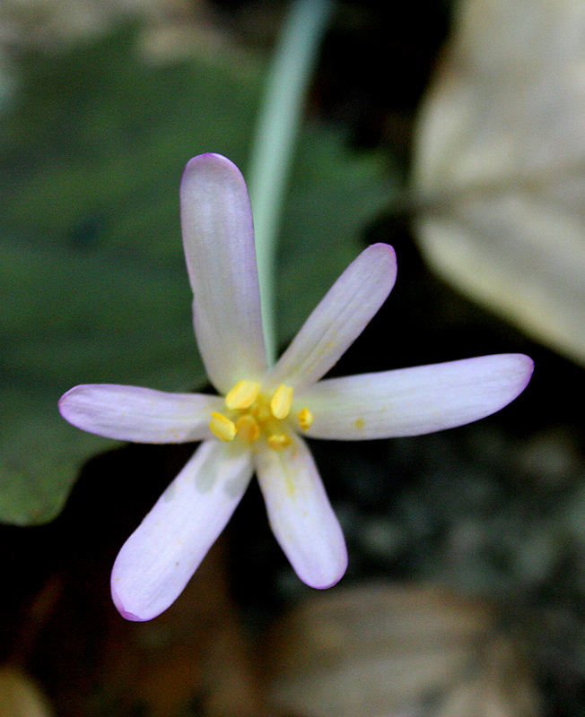 Image of Colchicum umbrosum specimen.