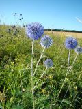 Echinops saksonovii. Верхушки побегов с соцветиями. Республика Мордовия, Ромодановский р-н, окр. с. Пушкино, остепнённый луг по открытому склону долины р. Инсар. 1 августа 2008 г.
