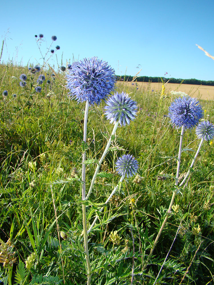 Изображение особи Echinops saksonovii.