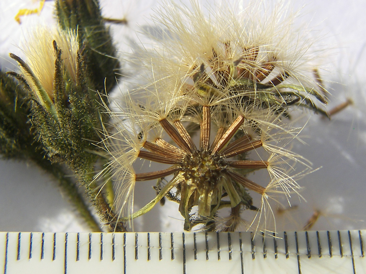 Изображение особи Hieracium leptoprenanthes.