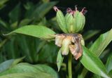 Paeonia lactiflora