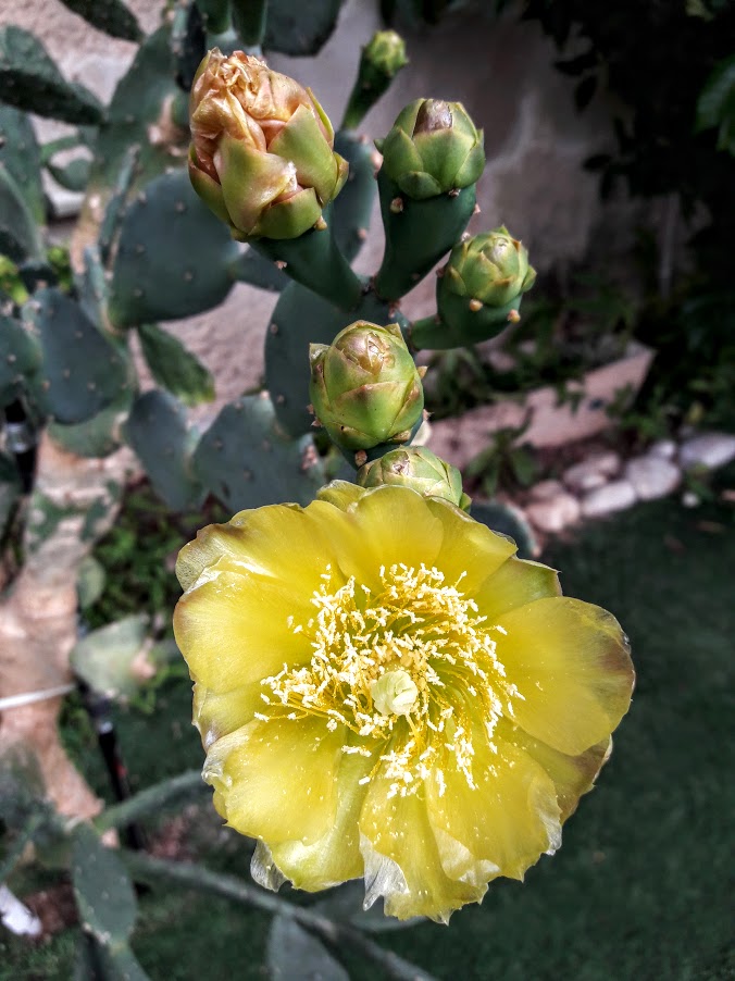 Image of genus Opuntia specimen.