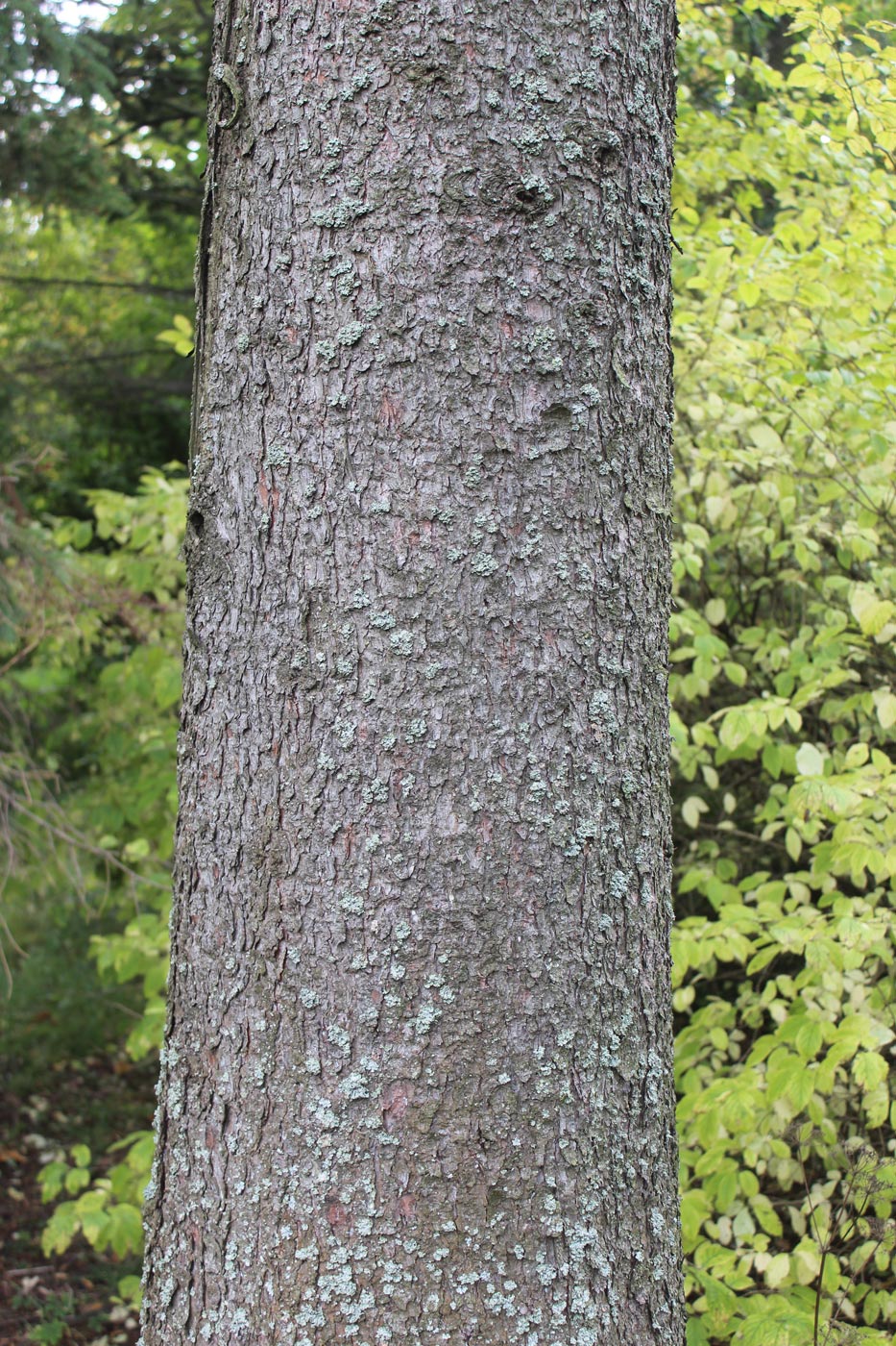 Image of Larix laricina specimen.