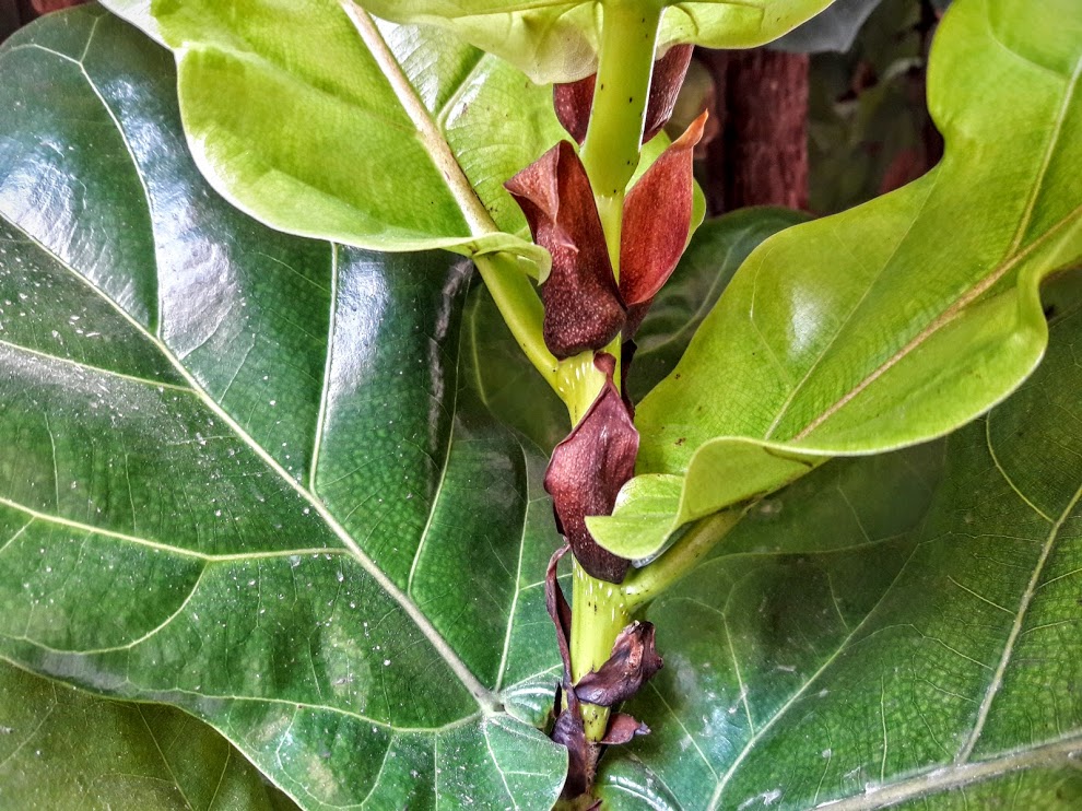 Image of Ficus lyrata specimen.