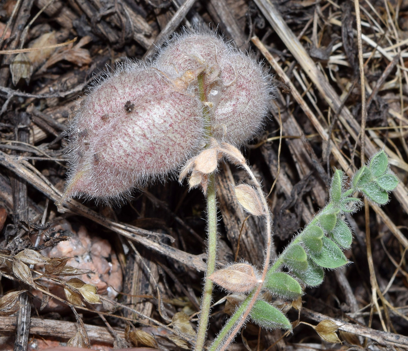 Изображение особи Oxytropis submutica.
