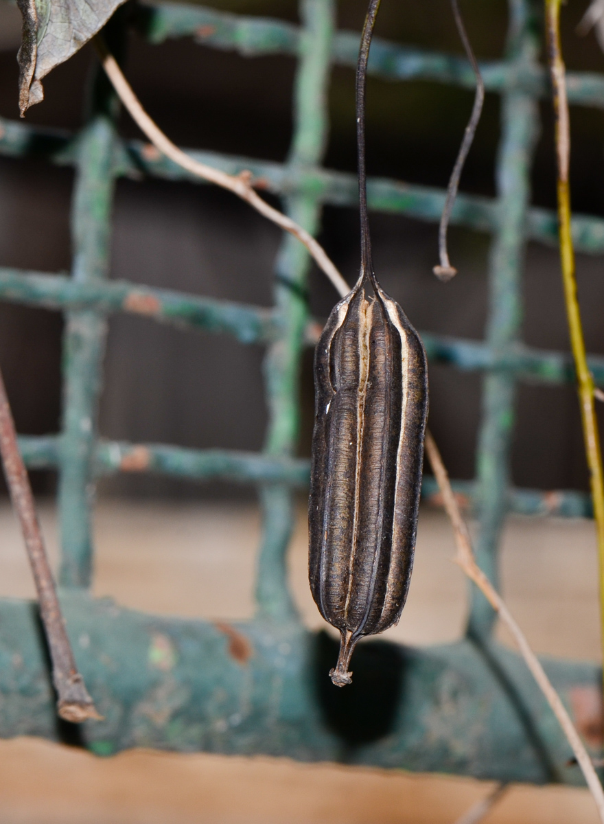 Изображение особи Aristolochia littoralis.