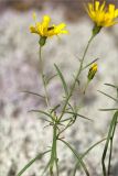 Hieracium filifolium. Верхушка цветущего растения с кормящимся насекомым. Ленинградская обл., Лужский р-н, окр. оз. Лебевое, беломошный сосновый бор. 28.08.2016.