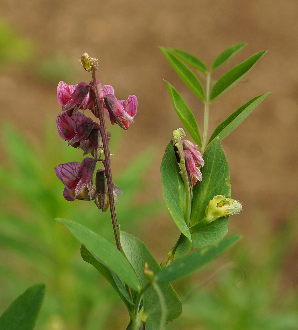 Изображение особи Lathyrus pisiformis.