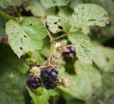 Rubus caesius. Верхушка побега с плодами разной степени зрелости. Ярославская обл., Рыбинский р-н, с. Каменники, песчано-каменистый берег Рыбинского водохранилища. 18.08.2016.
