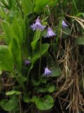 Soldanella montana. Цветущее растения в зарослях Alnus (Duschekia) viridis. Украина, Ивано-Франковская обл., Верховинский р-н, хребет Черногора, 1300-1400 м н.у.м. 4 июня 2009 г.