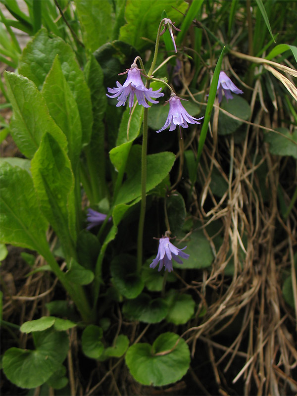 Image of Soldanella montana specimen.