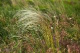 Stipa pennata