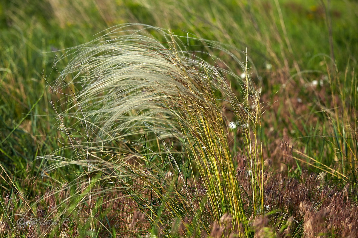 Image of Stipa pennata specimen.