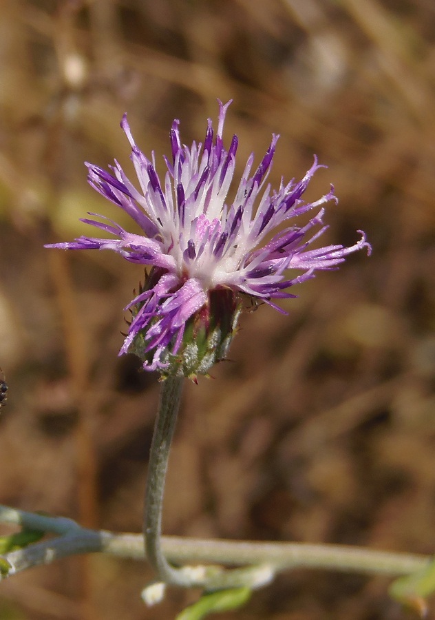 Image of genus Jurinea specimen.