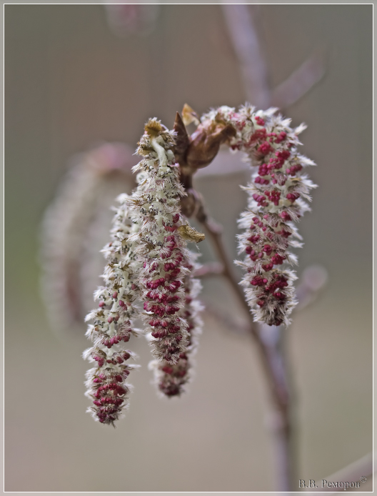 Изображение особи Populus tremula.