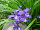 Iris ruthenica. Цветки и части листьев. Пенза, Ботанический сад ПГУ, культуре. 11 мая 2016 г.
