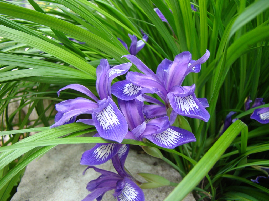 Image of Iris ruthenica specimen.