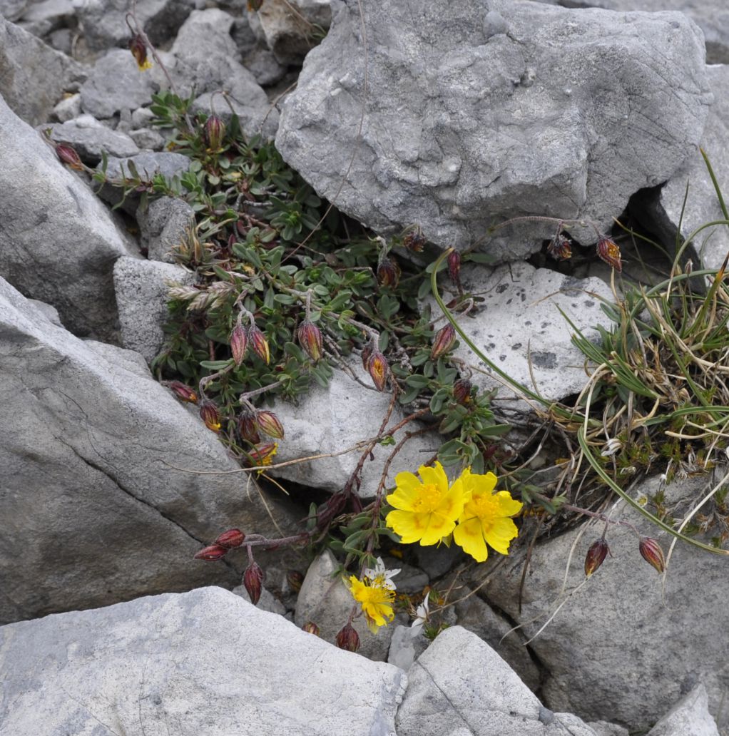 Image of Helianthemum nitidum specimen.