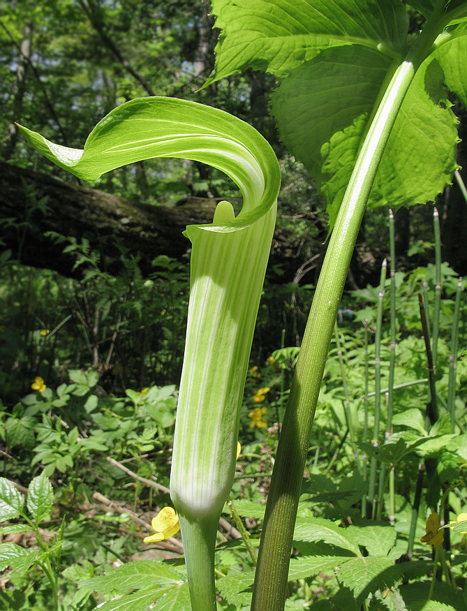 Изображение особи Arisaema komarovii.