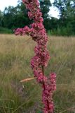 Rumex crispus. Часть соплодия. Амурская обл., Бурейский р-н, окр. с. Виноградовка, поляна в дубовом лесу с примесью берёзы и кустарников. 20.07.2016.