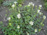 Scutellaria altaica. Цветущее растение на каменистом склоне. Кемерово, правый берег р. Томь. 09.06.2009.