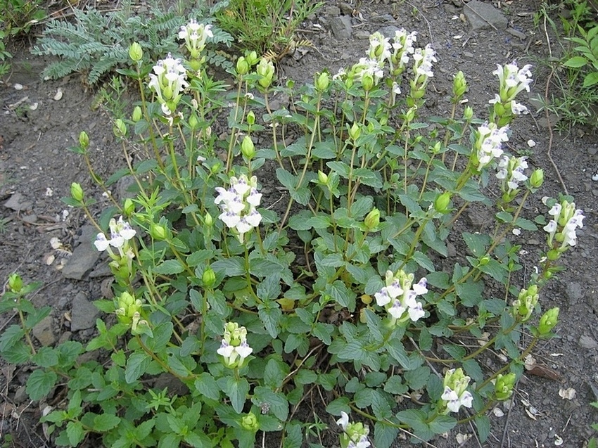 Image of Scutellaria altaica specimen.