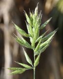 Bromus hordeaceus