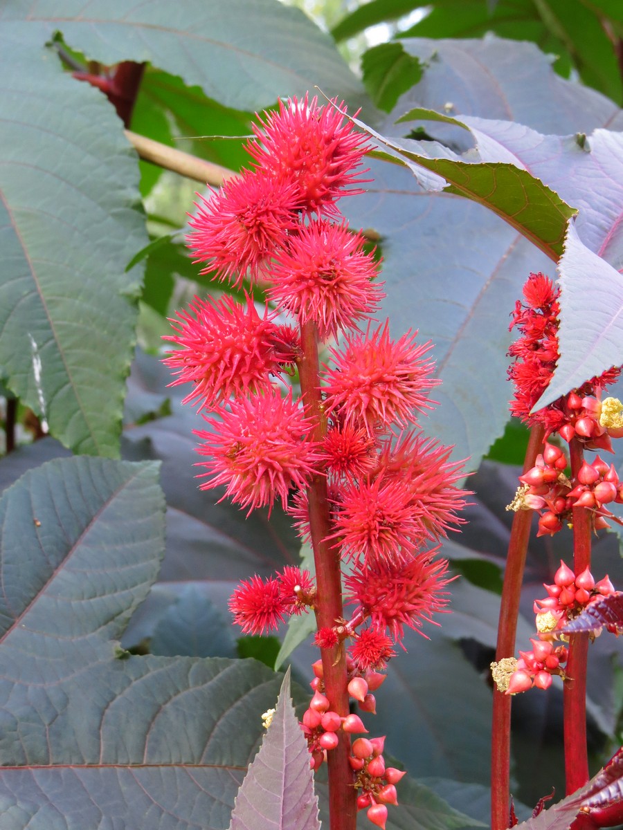 Image of Ricinus communis specimen.