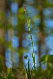 Carex pilosa