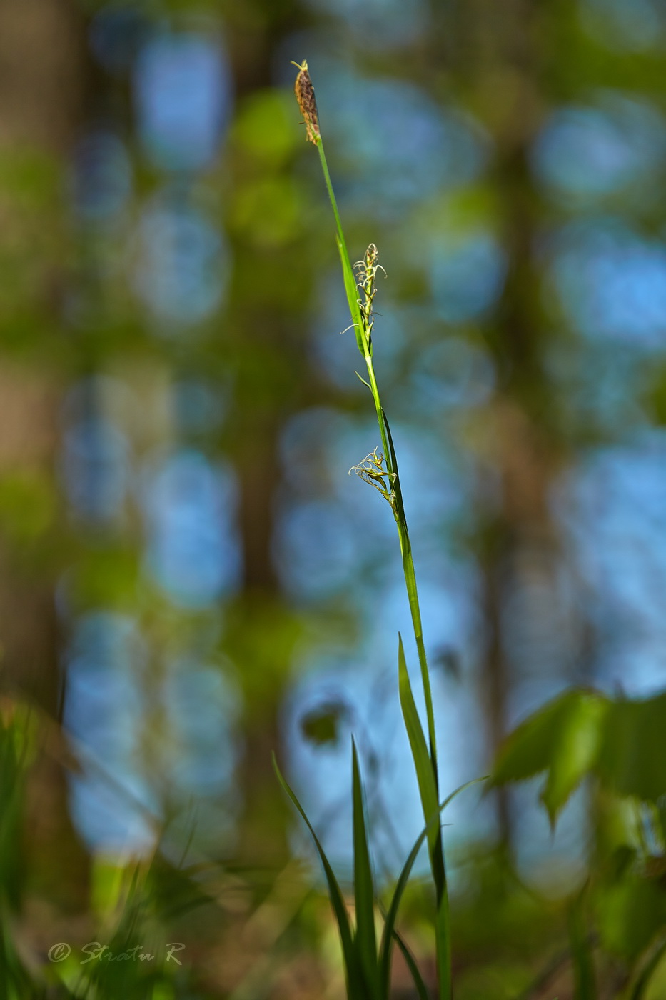 Изображение особи Carex pilosa.