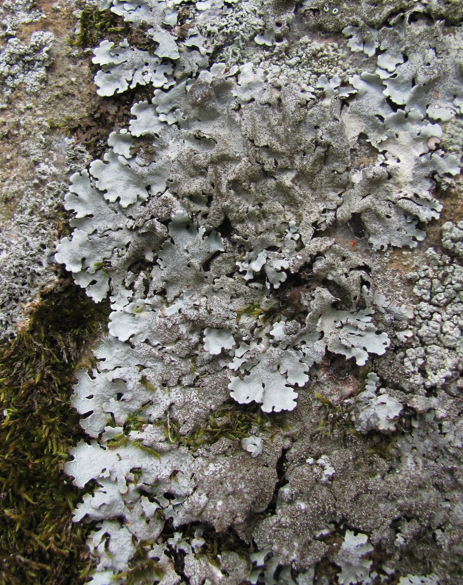 Image of Parmelina tiliacea specimen.