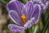 Crocus vernus