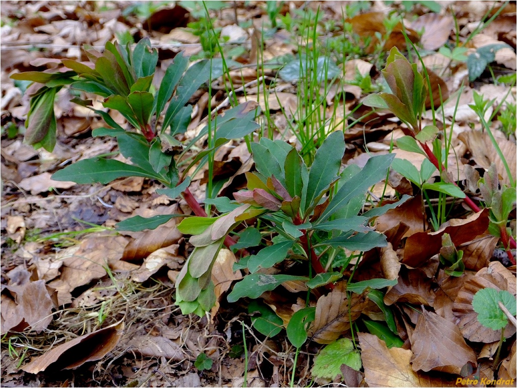 Изображение особи Euphorbia amygdaloides.